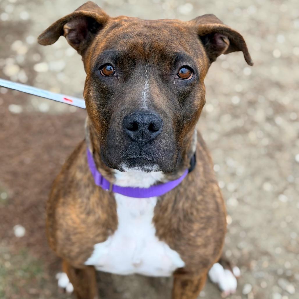 Mango, Adoptable, Adult Female Pit Bull Terrier.