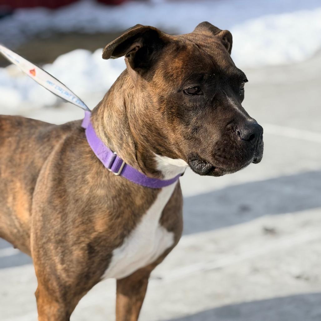 Enlarge Mango, a Adoptable mixed breed in Champaign, IL image 2/6