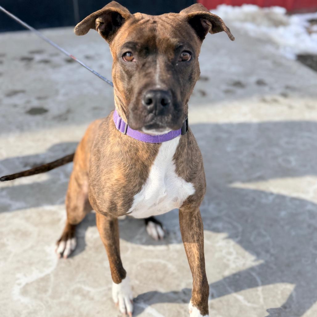 Enlarge Mango, a Adoptable mixed breed in Champaign, IL image 3/6