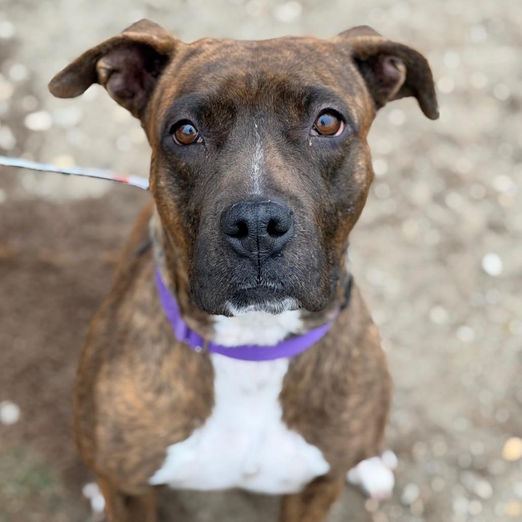 Enlarge Mango, a Adoptable mixed breed in Champaign, IL image 4/6