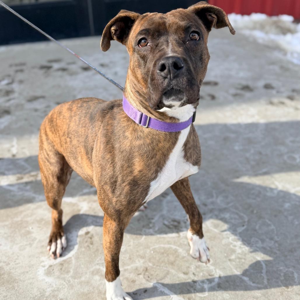 Enlarge Mango, a Adoptable mixed breed in Champaign, IL image 5/6