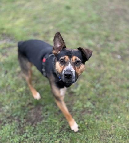 Milo, Adoptable, Adult Male Cattle Dog & German Shepherd Dog.
