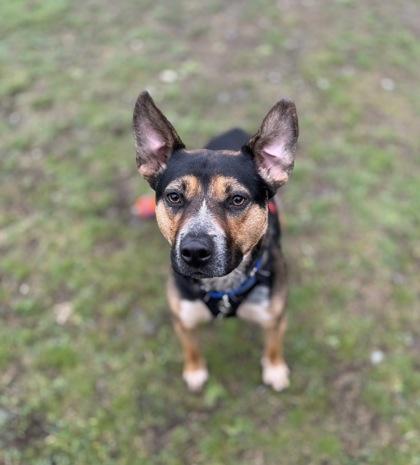 Enlarge Milo, a Adoptable mixed breed in Burlington, WA image 2/3