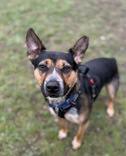 Enlarge Milo, a Adoptable mixed breed in Burlington, WA image 3/3
