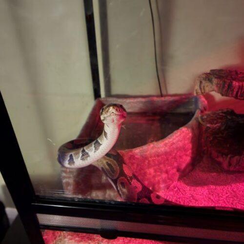 Lucy, Adult Female unknown