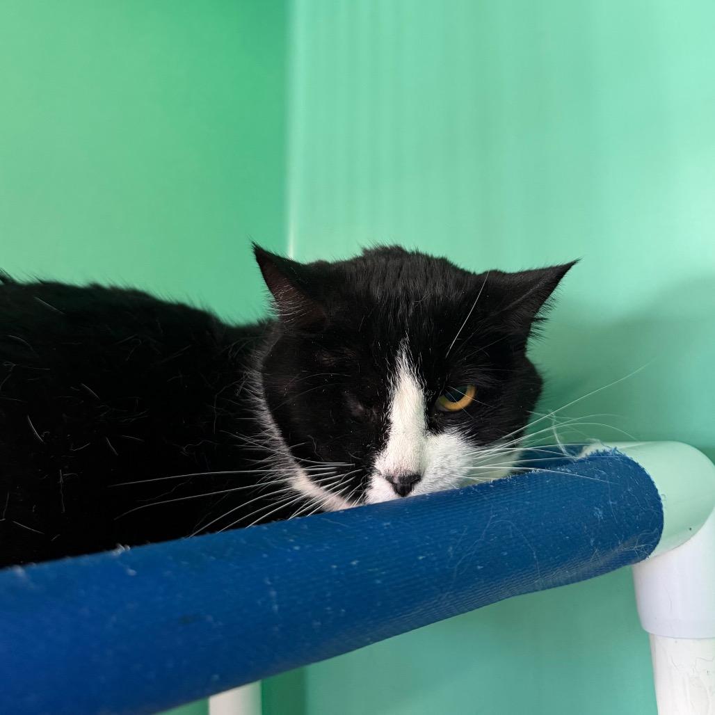 Jacky Sparrow, Adoptable, Adult Female Domestic Short Hair.