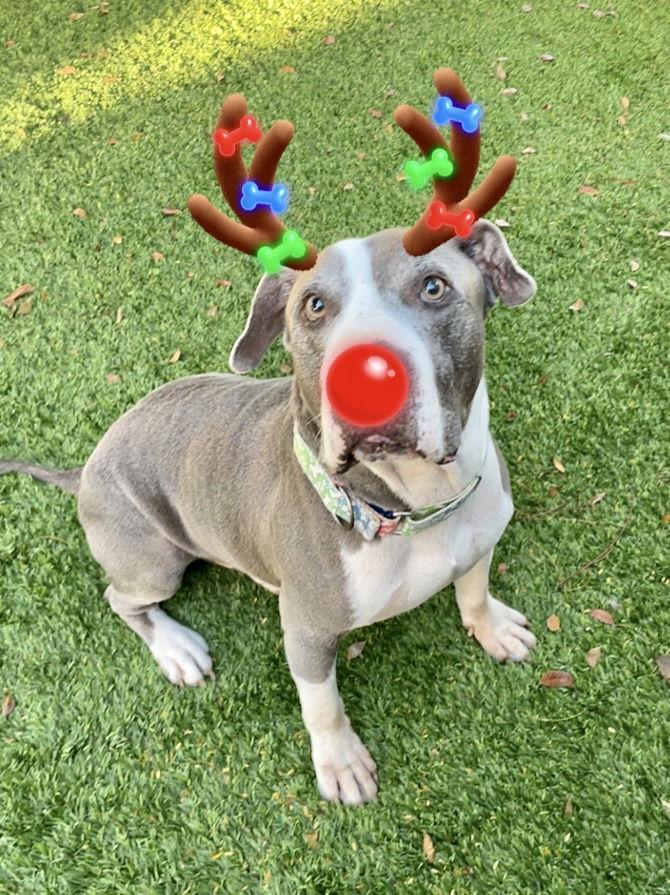 Tommy, Adoptable, Senior Male Pit Bull Terrier.