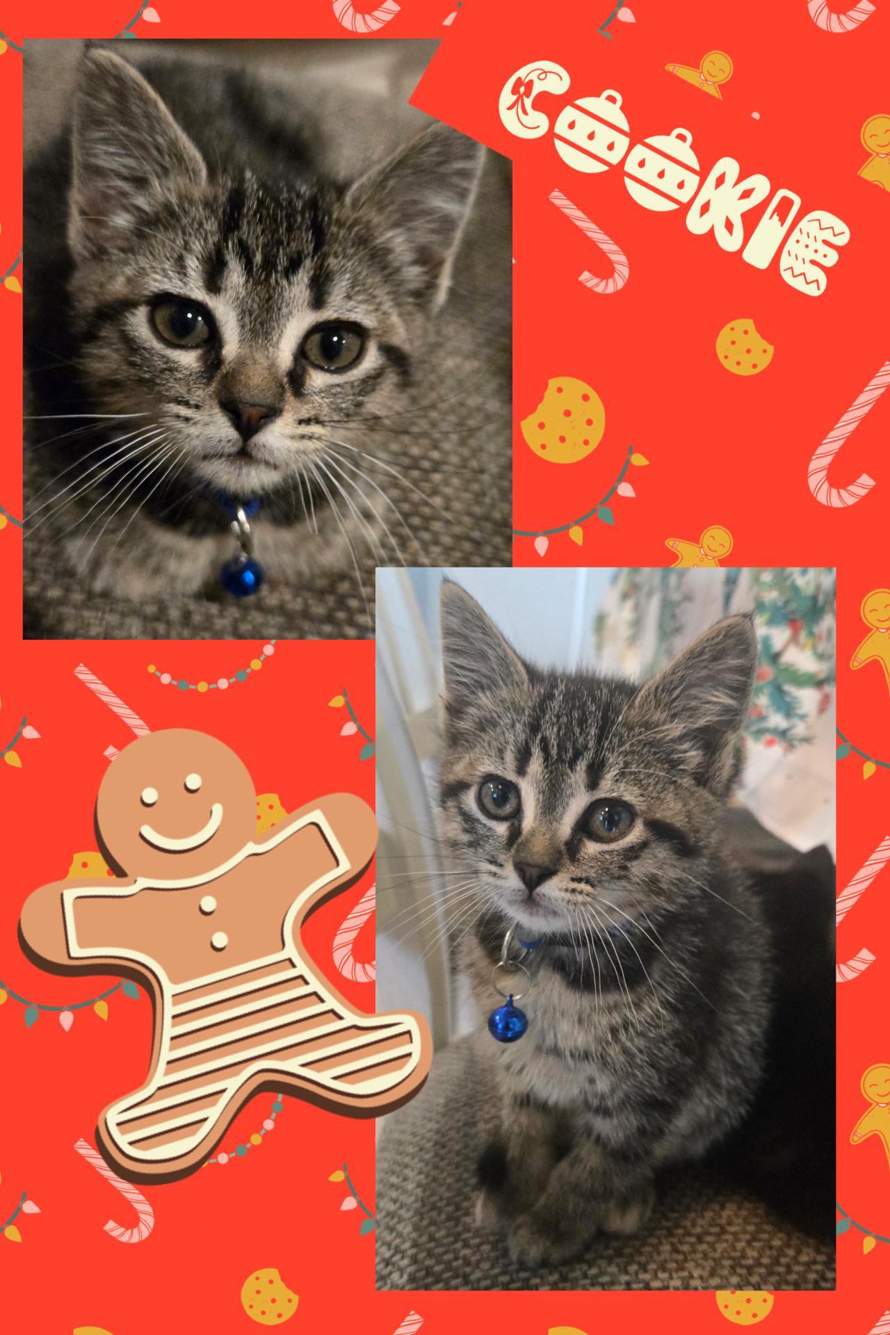 Enlarge Cookie, a ADOPTABLE Tabby in Pasco, WA image 1/3