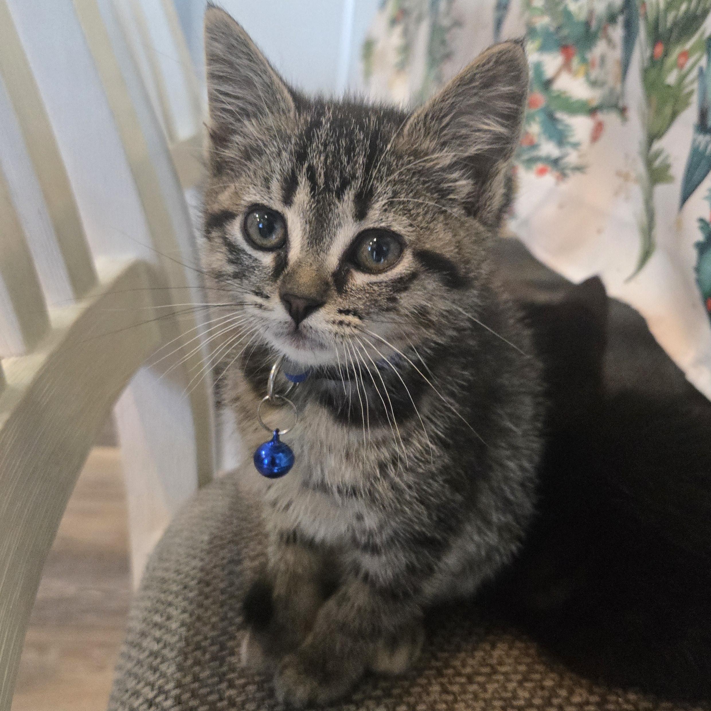 Enlarge Cookie, a ADOPTABLE Tabby in Pasco, WA image 2/3