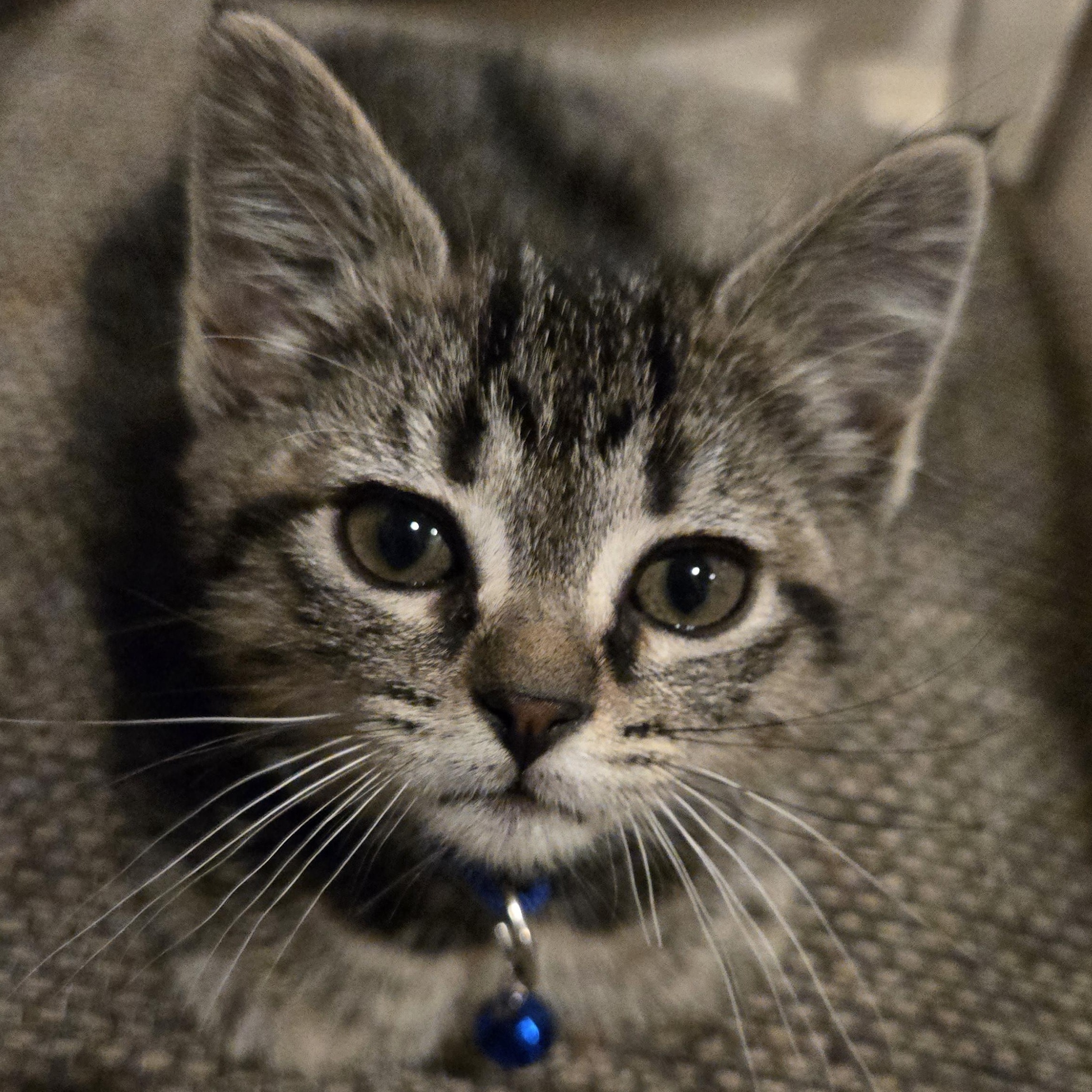 Enlarge Cookie, a ADOPTABLE Tabby in Pasco, WA image 3/3