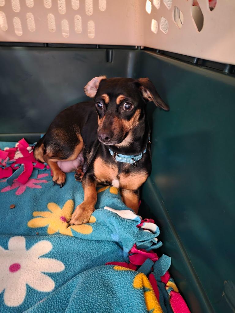 Kiwi, Adoptable, Young Female Dachshund & Chihuahua.