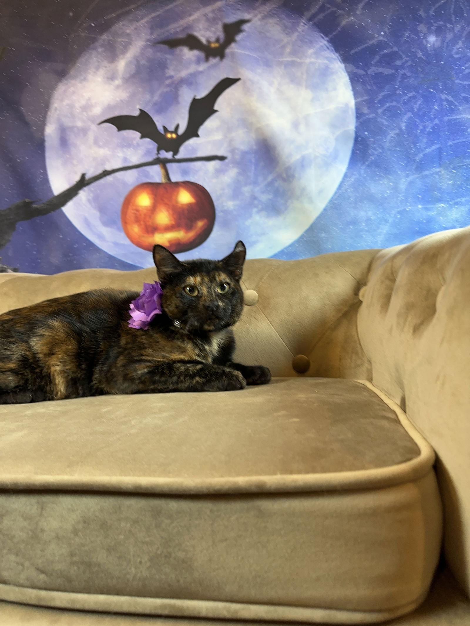 Freckles, Adoptable, Young Female Domestic Short Hair.