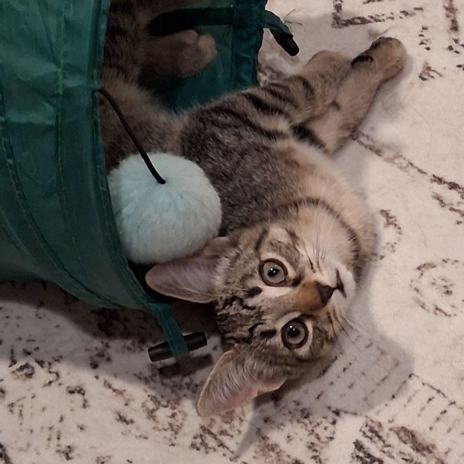 Enlarge Amie, a ADOPTABLE Domestic Short Hair in Lake Orion, MI image 2/4