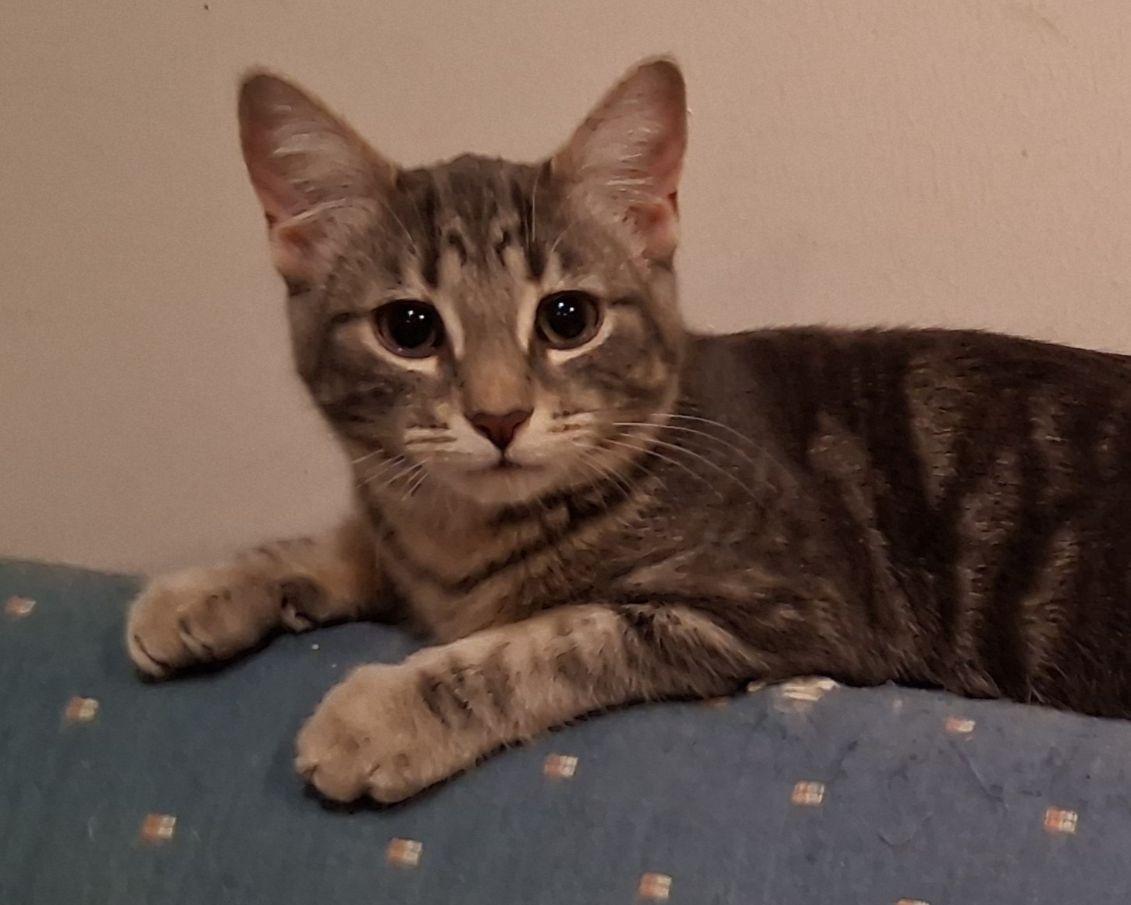 Enlarge Amie, a ADOPTABLE Domestic Short Hair in Lake Orion, MI image 2/5