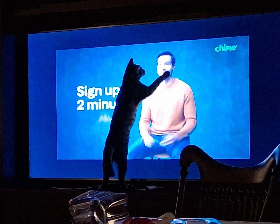 Enlarge Amie, a ADOPTABLE Domestic Short Hair in Lake Orion, MI image 5/5