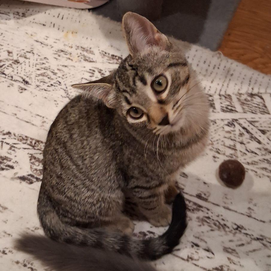 Enlarge Amie, a ADOPTABLE Domestic Short Hair in Lake Orion, MI image 3/4