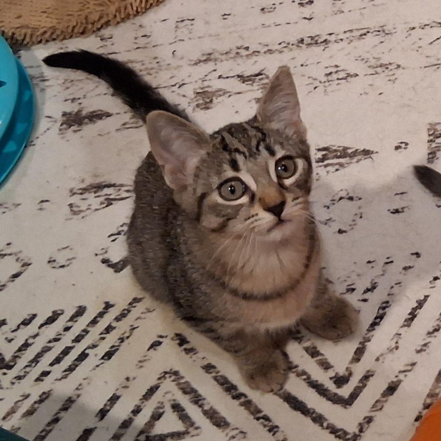 Enlarge Amie, a ADOPTABLE Domestic Short Hair in Lake Orion, MI image 4/4