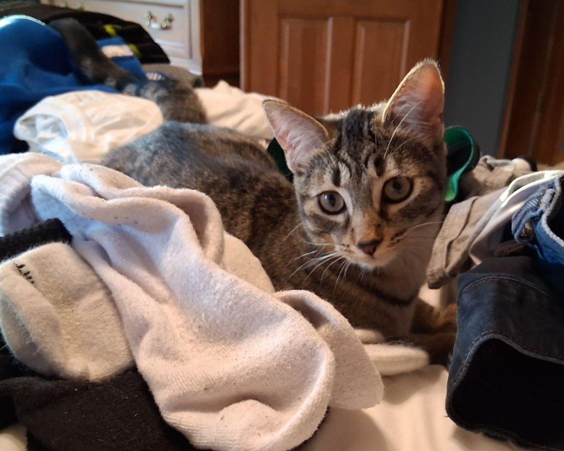 Enlarge Amie, a ADOPTABLE Domestic Short Hair in Lake Orion, MI image 4/5