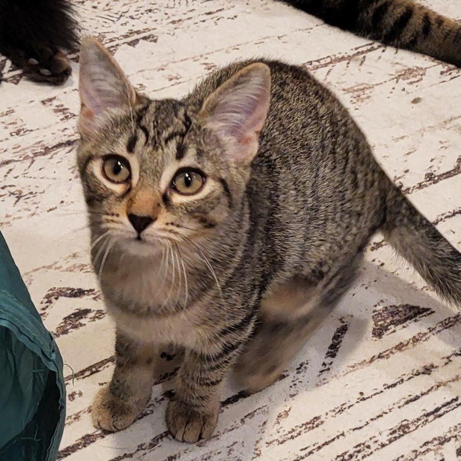 Enlarge Amie, a ADOPTABLE Domestic Short Hair in Lake Orion, MI image 1/4