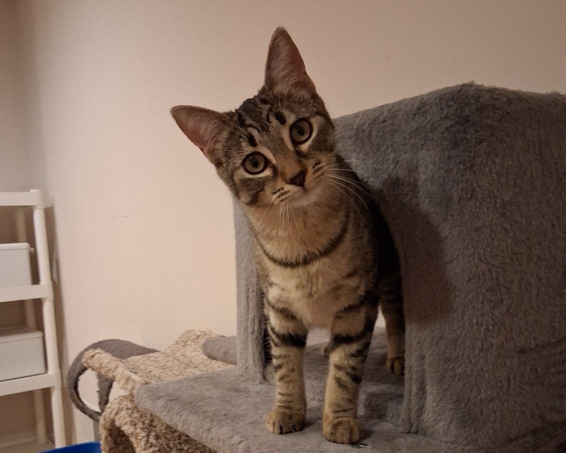 Enlarge Amie, a ADOPTABLE Domestic Short Hair in Lake Orion, MI image 1/5