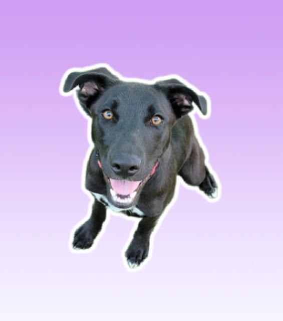 CLEO, Adoptable, Young Female Labrador Retriever & Mixed Breed.