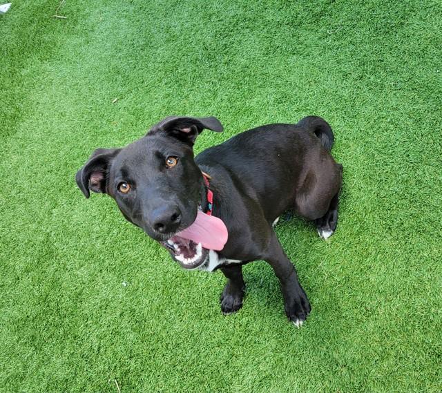CLEO, Adoptable, Young Female Labrador Retriever & Mixed Breed.