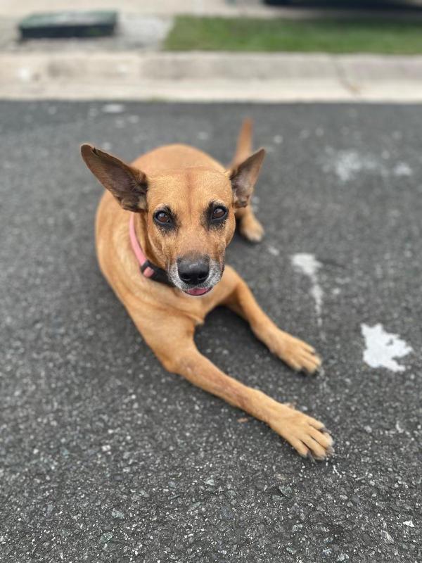 Lucero, Adoptable, Young Female Yellow Labrador Retriever.
