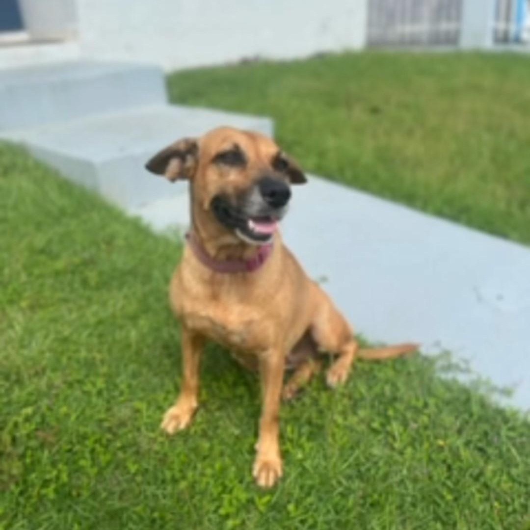 Lucero, a Adoptable mixed breed in Bayonne, NJ image 2/4