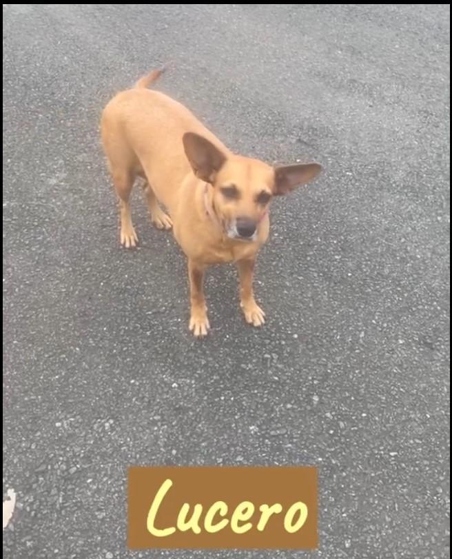 Lucero, a Adoptable mixed breed in Bayonne, NJ image 4/4