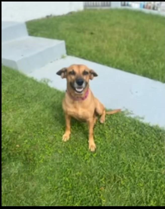 Lucero, a Adoptable mixed breed in Bayonne, NJ image 3/4