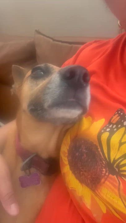 Enlarge Lucero, a Adoptable mixed breed in Albany , NY video 2/5