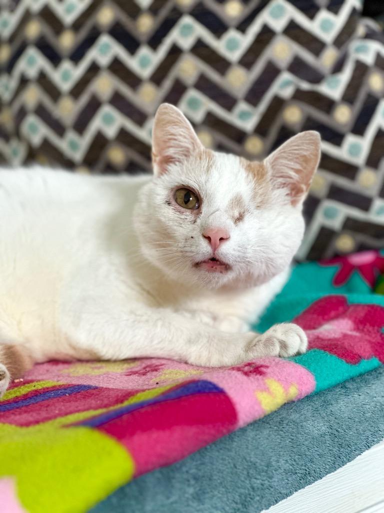 Peaks, a Adoptable mixed breed in Cumberland, ME image 3/6