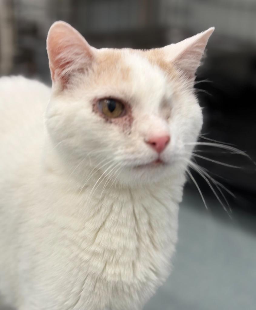 Enlarge Peaks, a Adoptable mixed breed in Cumberland, ME image 5/6