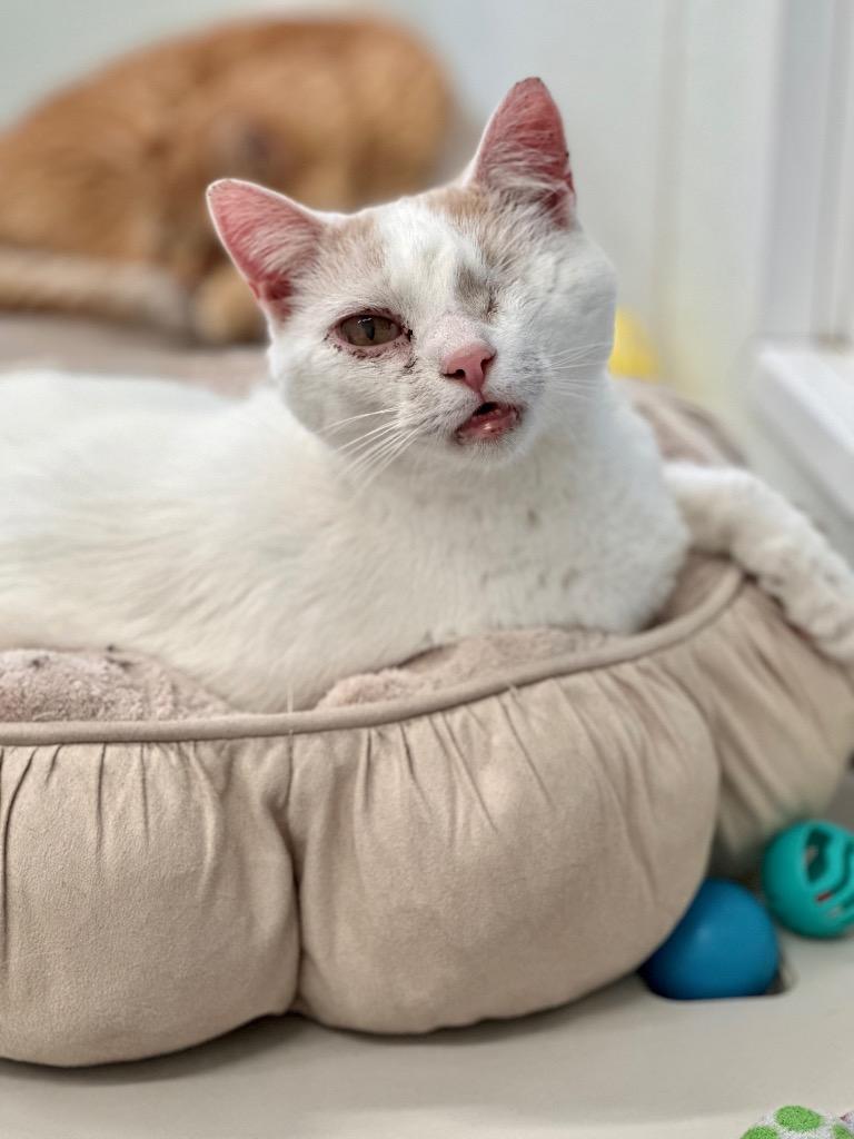 Peaks, a Adoptable mixed breed in Cumberland, ME image 4/6