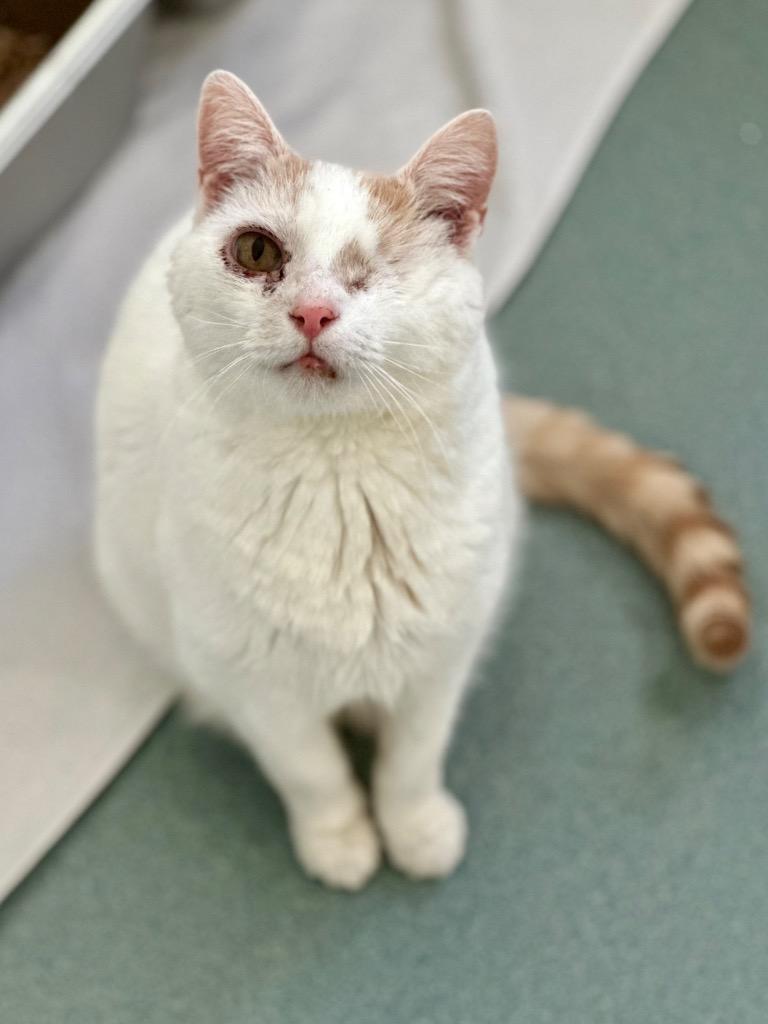 Peaks, a Adoptable mixed breed in Cumberland, ME image 6/6