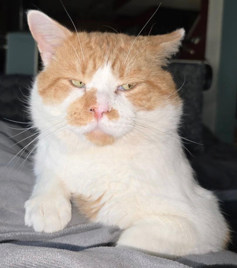 Theodore, adopted, Adult Male Domestic Short Hair.