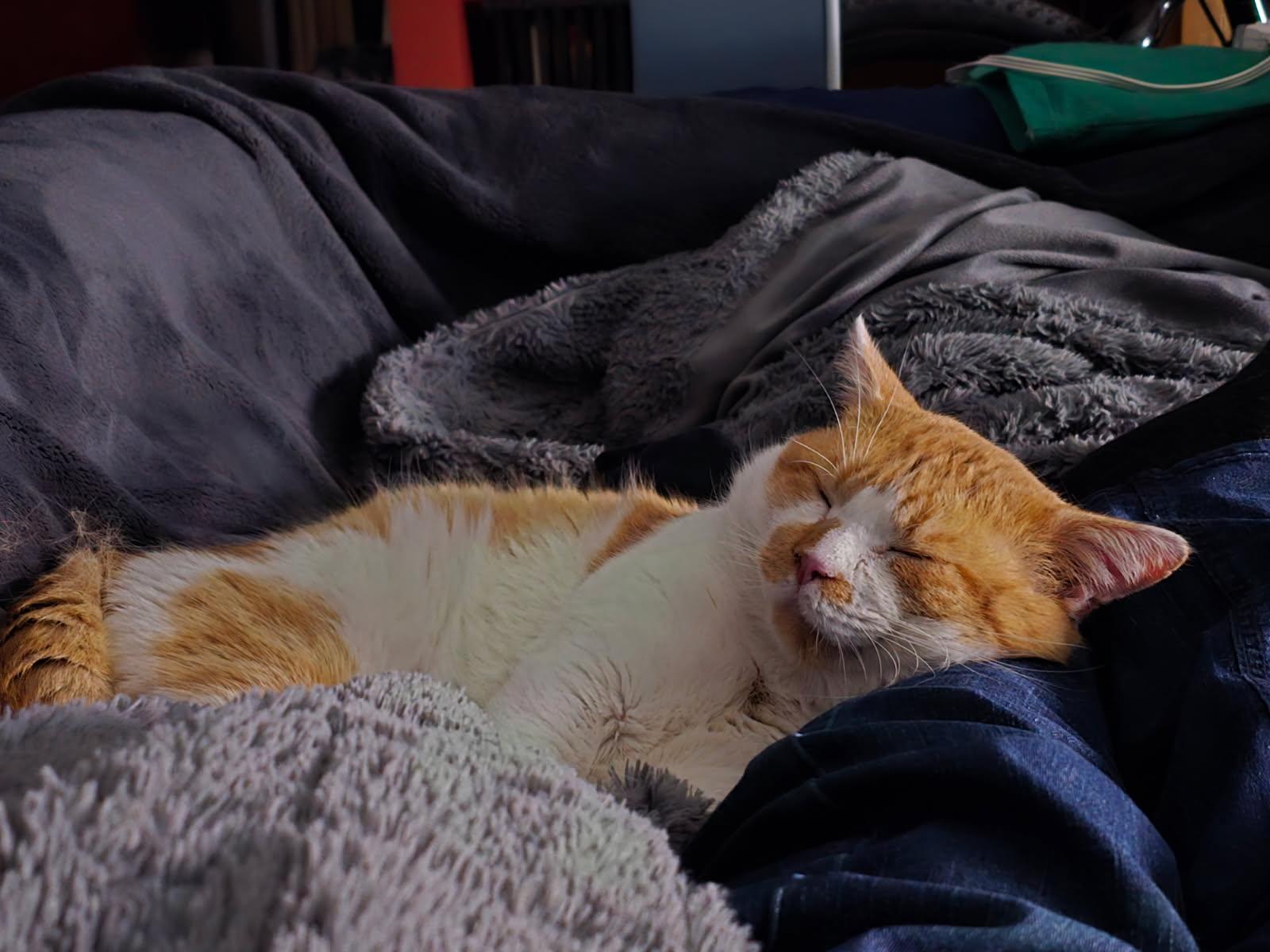 Enlarge Theodore, an adopted Domestic Short Hair in Chicago, IL image 4/4