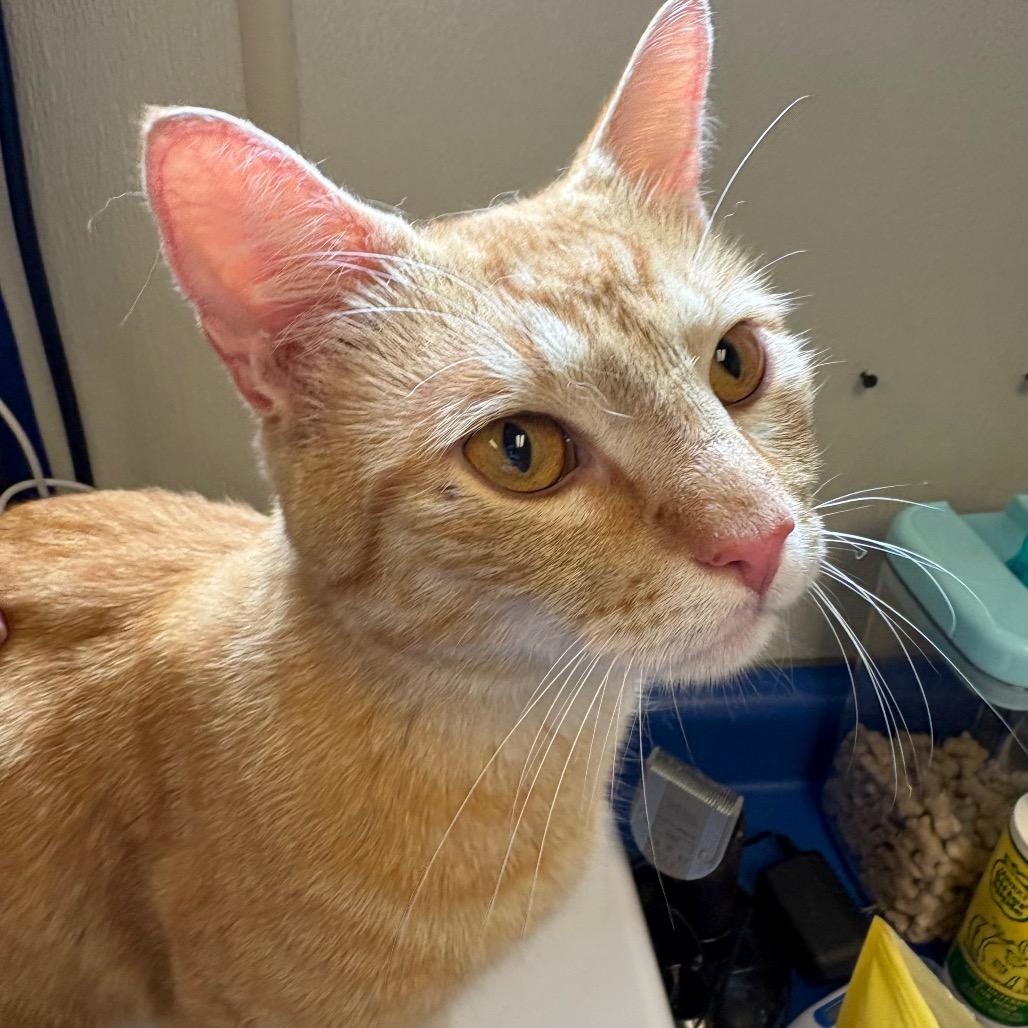 Enlarge Timon, a Adoptable Domestic Short Hair in Morrisville, VT image 1/1