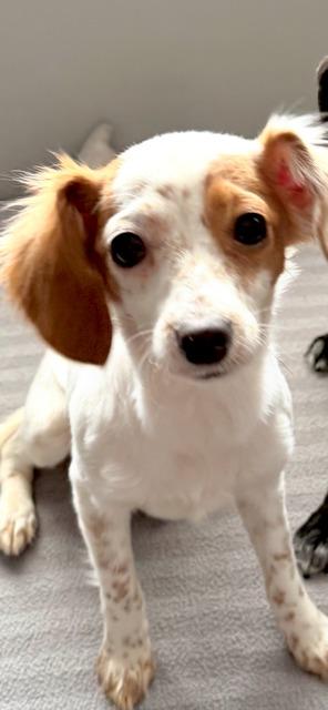 LOLA, Adoptable, Young Female Dachshund & Chihuahua.