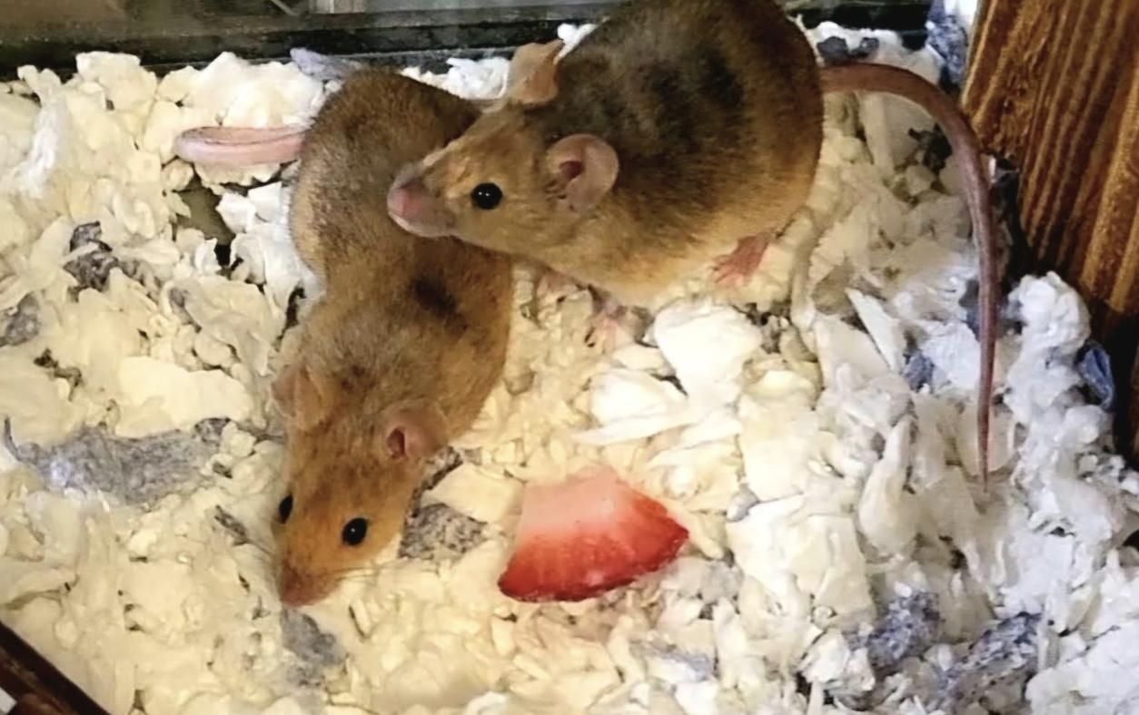Perla and Blossom ⭐️, Adoptable, Young Female Mouse.