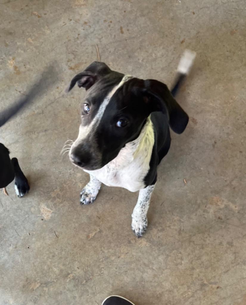 Hattie, Adoptable, Young Female Terrier.