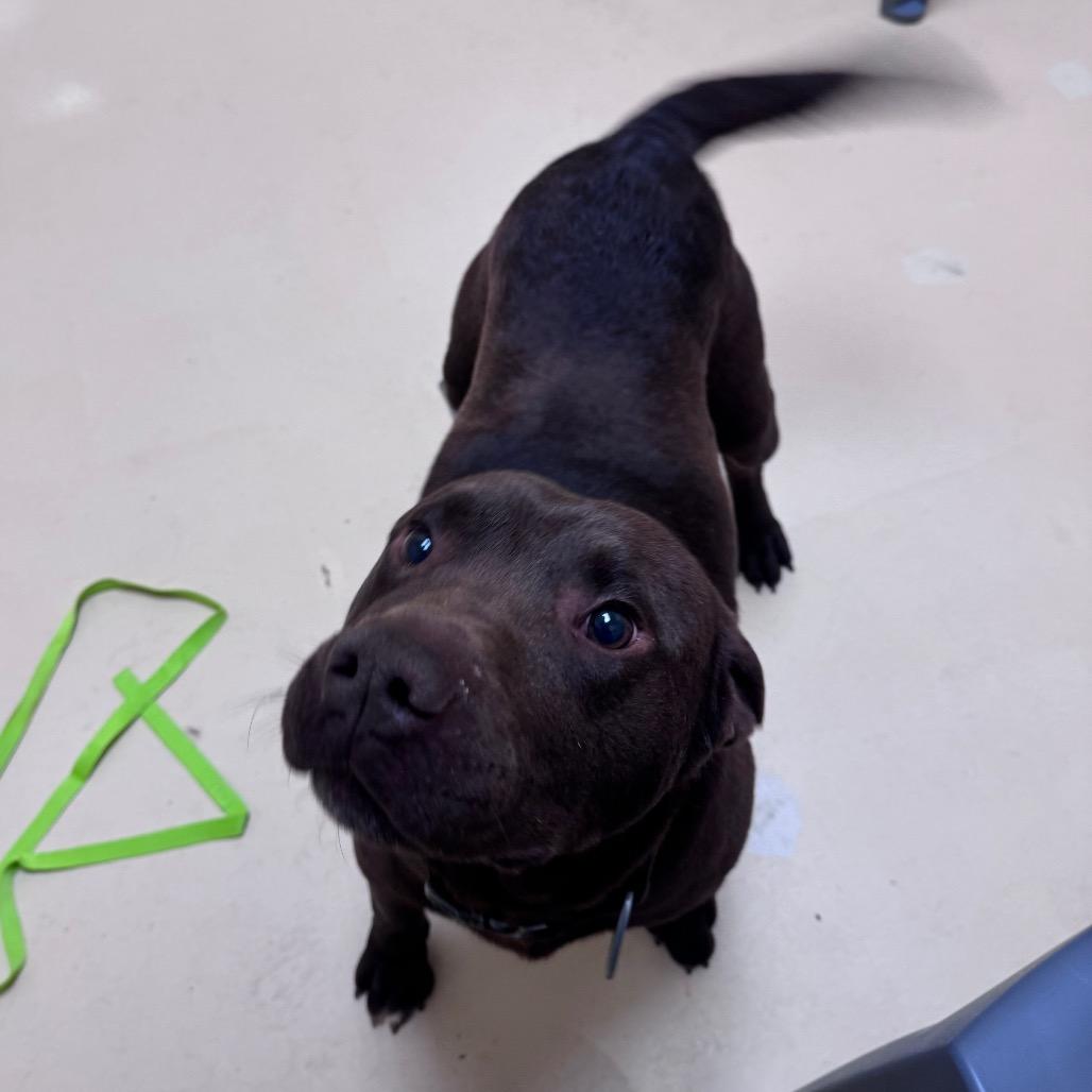 Miller, Adoptable, Adult Male Mixed Breed.