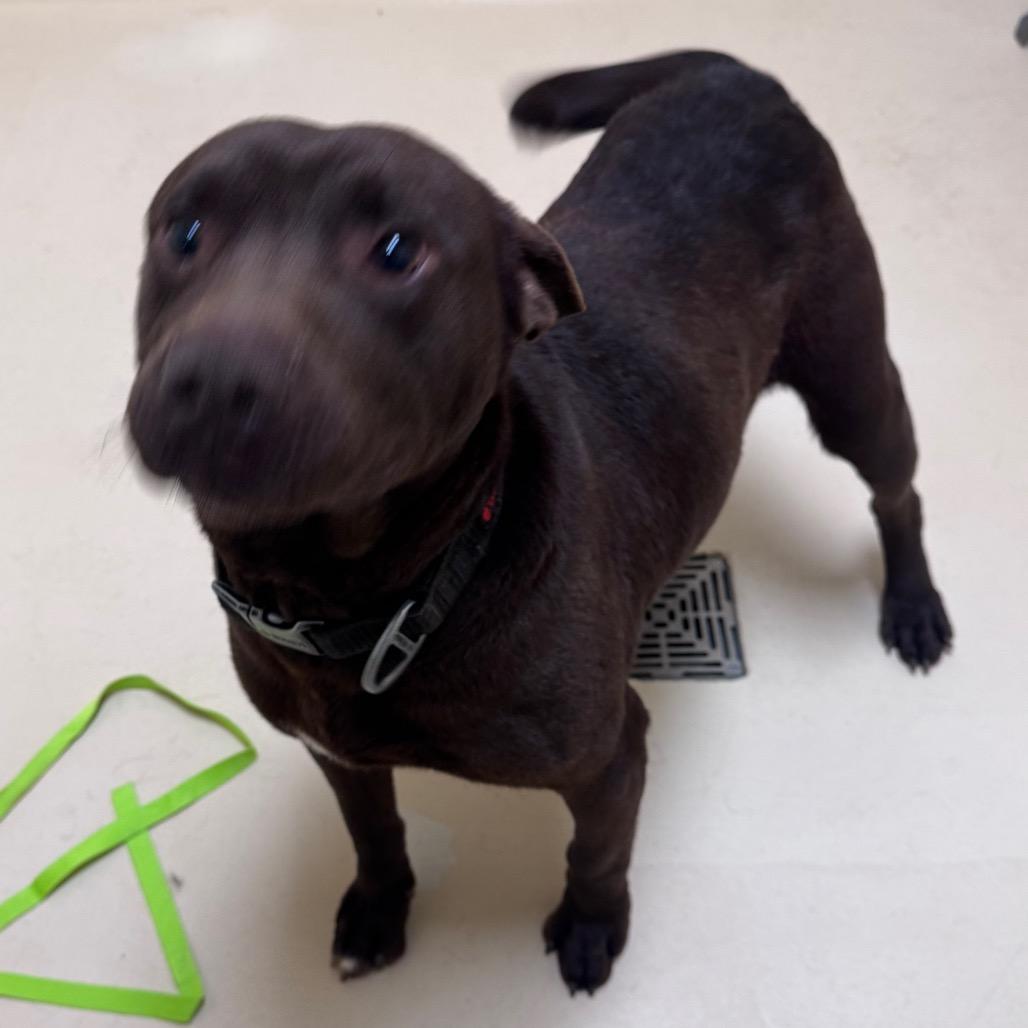 Enlarge Miller, a Adoptable Mixed Breed in Winston-Salem, NC image 2/4