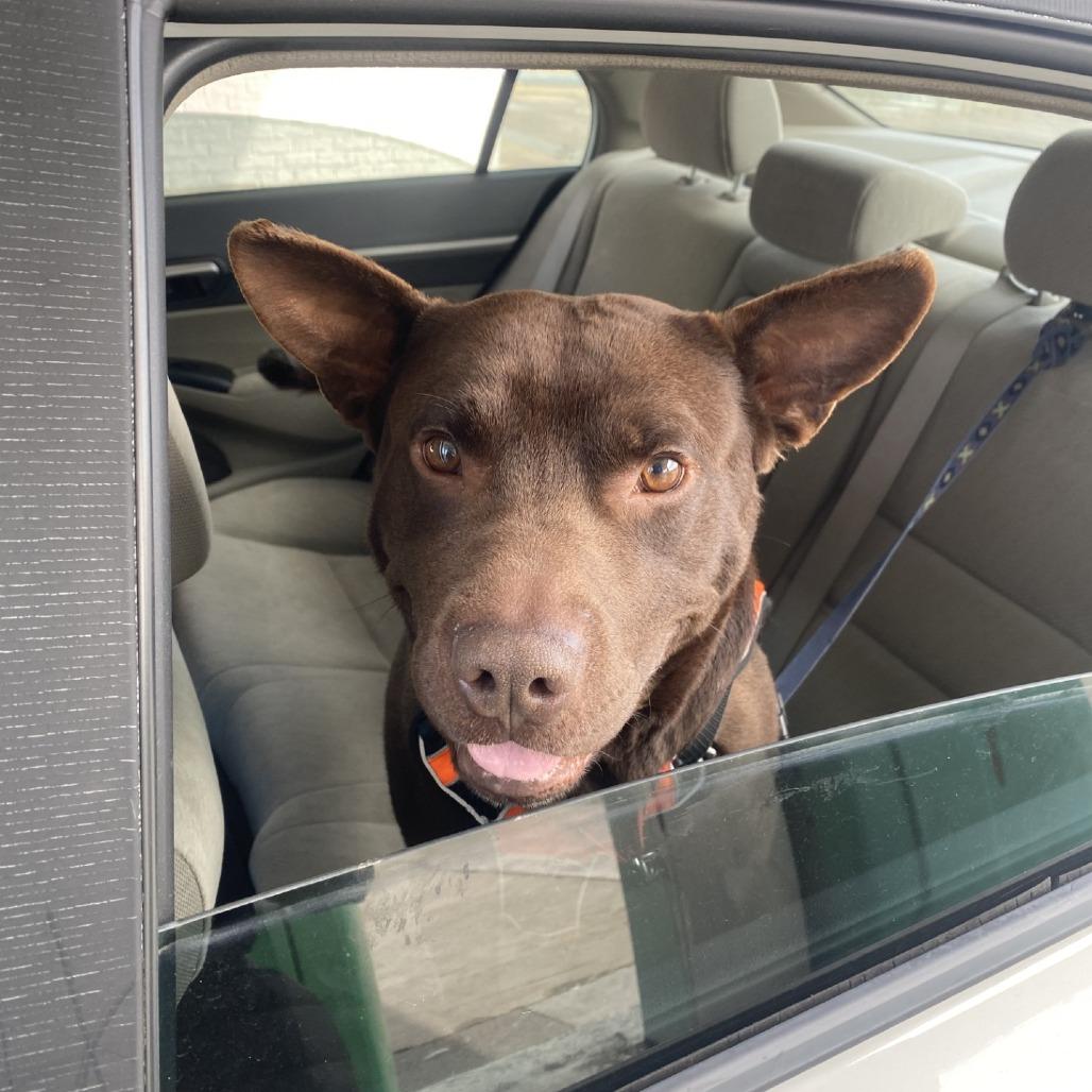 Enlarge Miller, a Adoptable Mixed Breed in Winston-Salem, NC image 3/4
