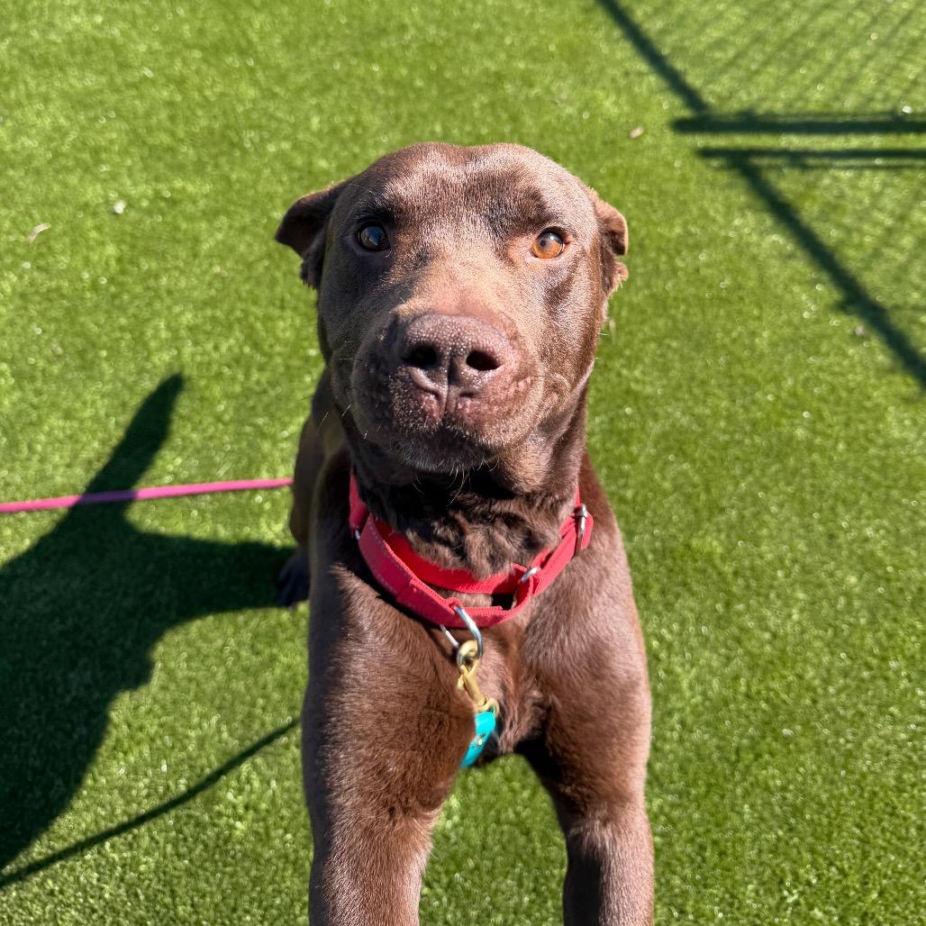 Enlarge Miller, a Adoptable Mixed Breed in Winston-Salem, NC image 4/4