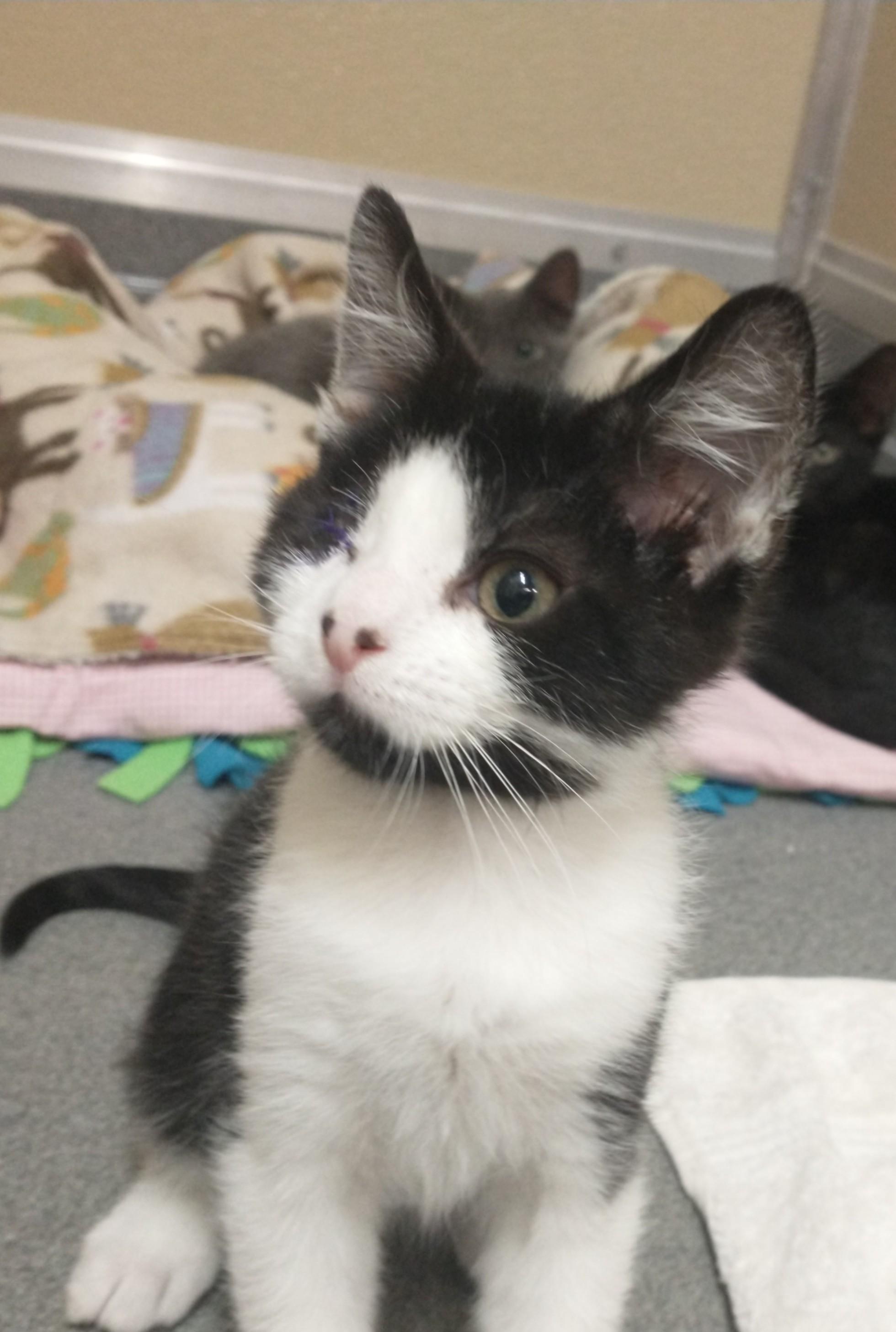 Enlarge Wilson, an adopted Domestic Short Hair in Tomah, WI image 2/2