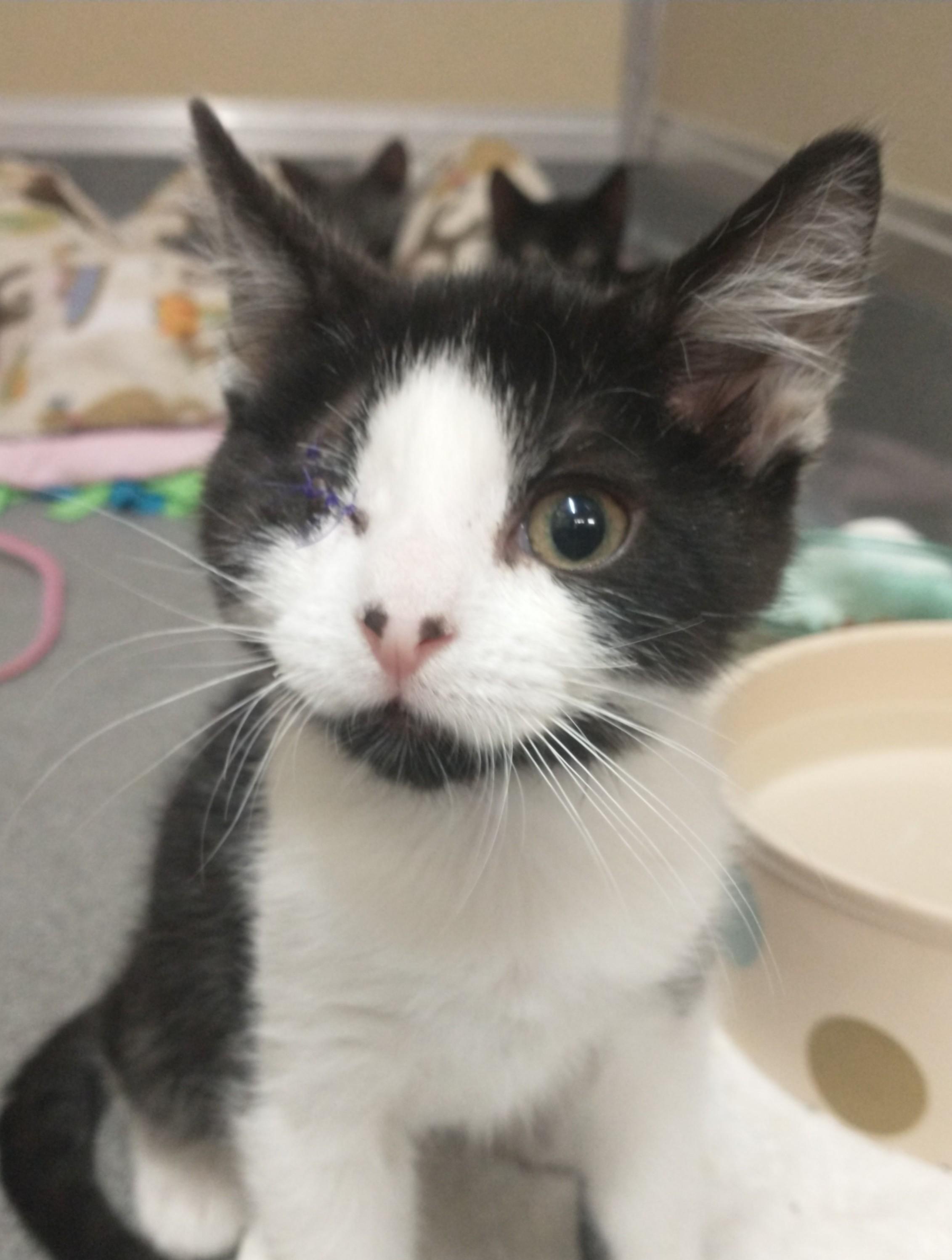 Wilson, adopted, Kitten Male Domestic Short Hair.