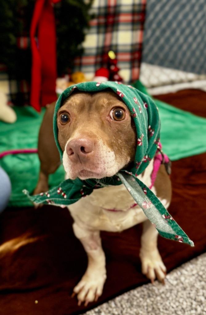 Maggie, Adoptable, Adult Female Terrier.