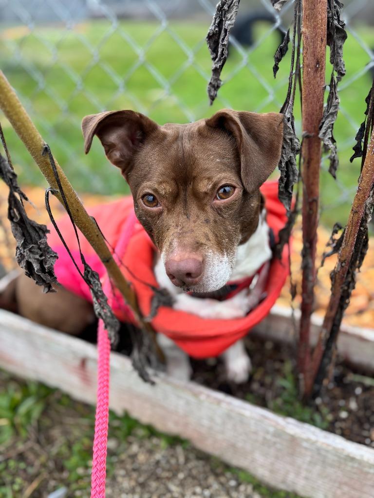 Enlarge Maggie, a Adoptable Terrier in Grants Pass, OR image 3/6