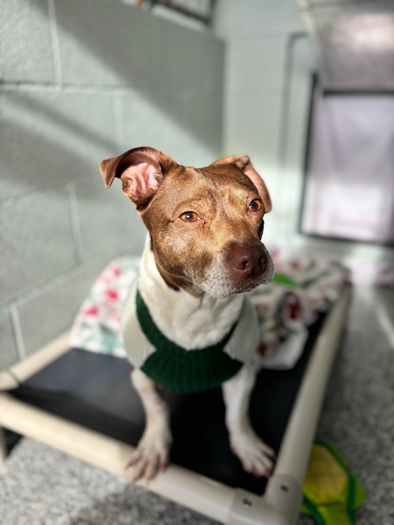 Enlarge Maggie, a Adoptable Terrier in Grants Pass, OR image 4/6